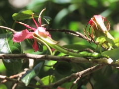 Hauya elegans, photograph (c) Francisco Emilio Roldán Velasco, some rights reserved (CC BY)