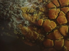 Caloplaca californica