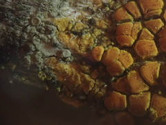Caloplaca californica