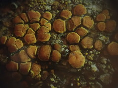 Caloplaca californica