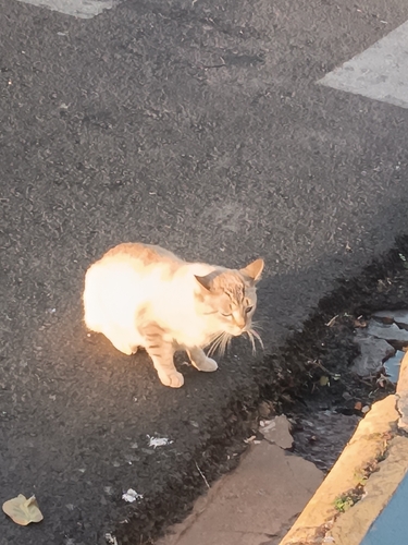 Domestic Cat