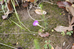 Ipomoea capillacea
