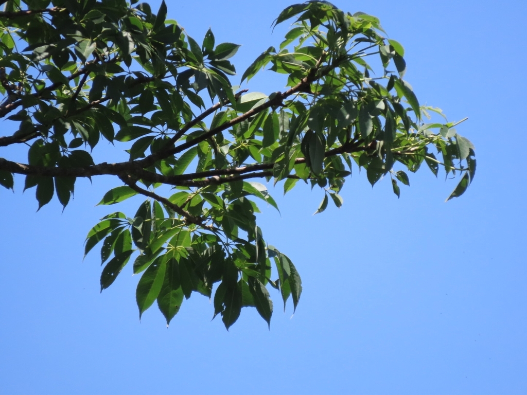 Ceiba aesculifolia; photograph (c) Francisco Emilio Roldán Velasco, some rights reserved (CC BY)