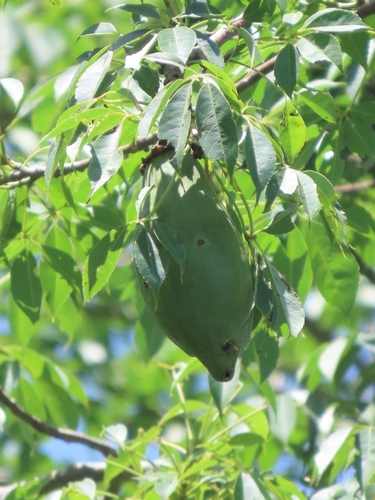 Ceiba aesculifolia, photograph 3