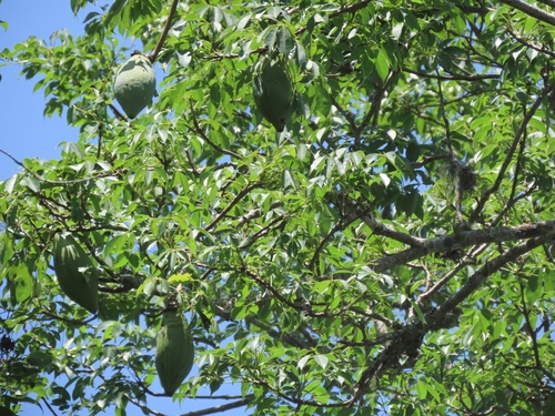 Ceiba aesculifolia, photograph 4
