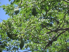 (c) Francisco Emilio Roldán Velasco, some rights reserved (CC BY) Ceiba aesculifolia, photograph (c) Francisco Emilio Roldán Velasco, some rights reserved (CC BY)