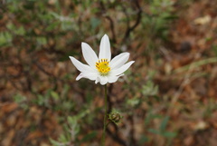 Cosmos palmeri