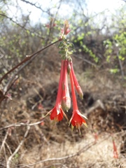 Fuchsia fulgens