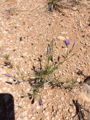 Giliastrum rigidulum