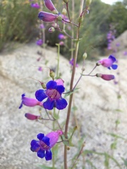 Penstemon spectabilis subinteger