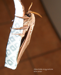 Abantiades argyrosticha