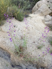 Penstemon spectabilis subinteger