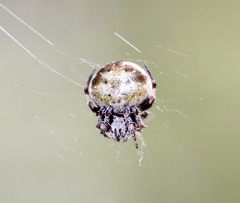 Araneus rotundulus