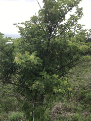 Sambucus racemosa racemosa