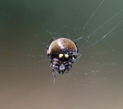 Araneus rotundulus