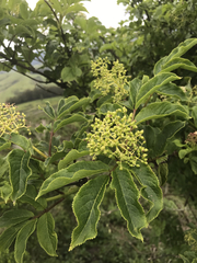 Sambucus racemosa racemosa