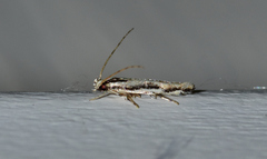 Melanocinclis lineigera