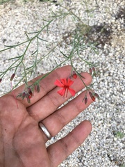 Ipomopsis tenuifolia