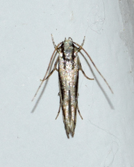 Melanocinclis lineigera