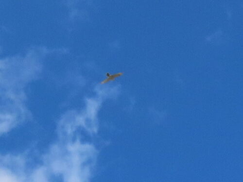 American Kestrel