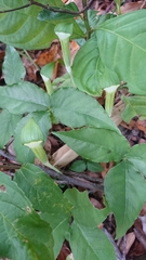 Arisaema penicillatum