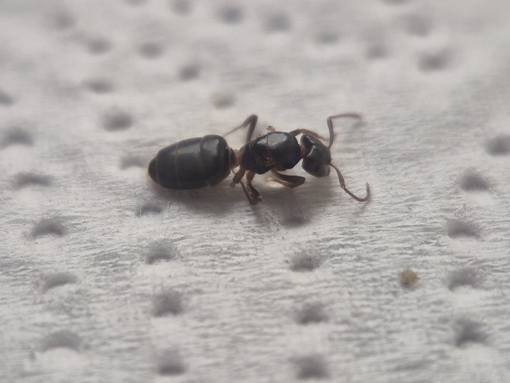 Lasius longiceps