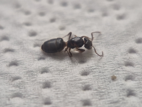 Lasius longicepsLasius longiceps