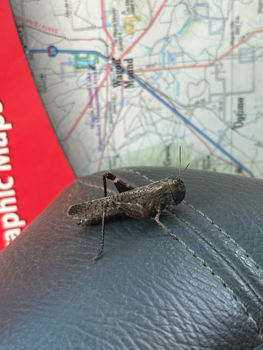 Red-winged Grasshopper