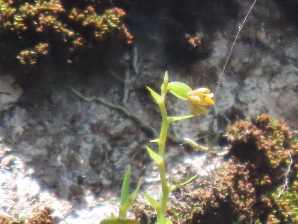 Prosthechea ochracea; photograph (c) Francisco Emilio Roldán Velasco, some rights reserved (CC BY)