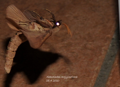 Abantiades argyrosticha