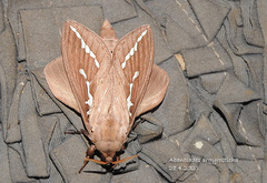 Abantiades argyrosticha