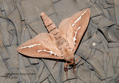 Abantiades argyrosticha