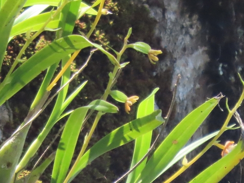 Prosthechea ochracea, photograph 4