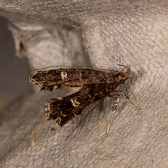 Nosphistica bisinuata