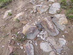 Kinosternon hirtipes