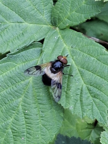 Pellucid Hover Fly photo 5