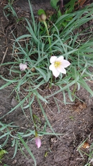 Zephyranthes fosteri