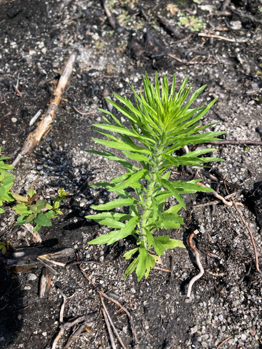 horseweed