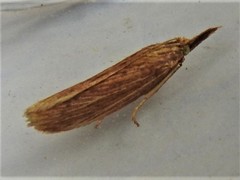 Ematheudes punctella