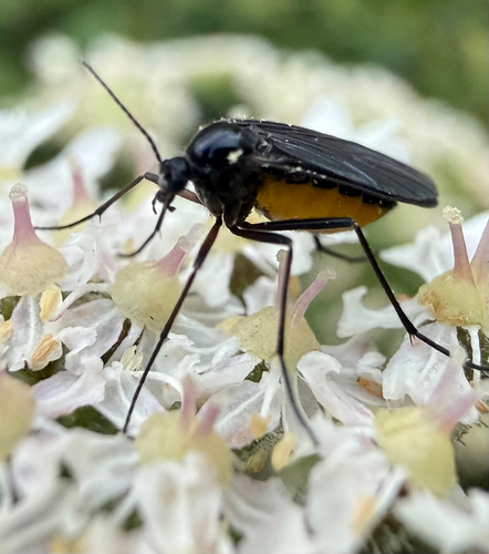 Sciara hemerobioides