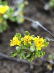 Eriophyllum multicaule