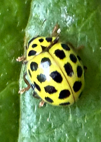 22-spot Ladybird