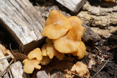 Kuehneromyces marginellus