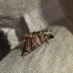 Chlumetia transversa