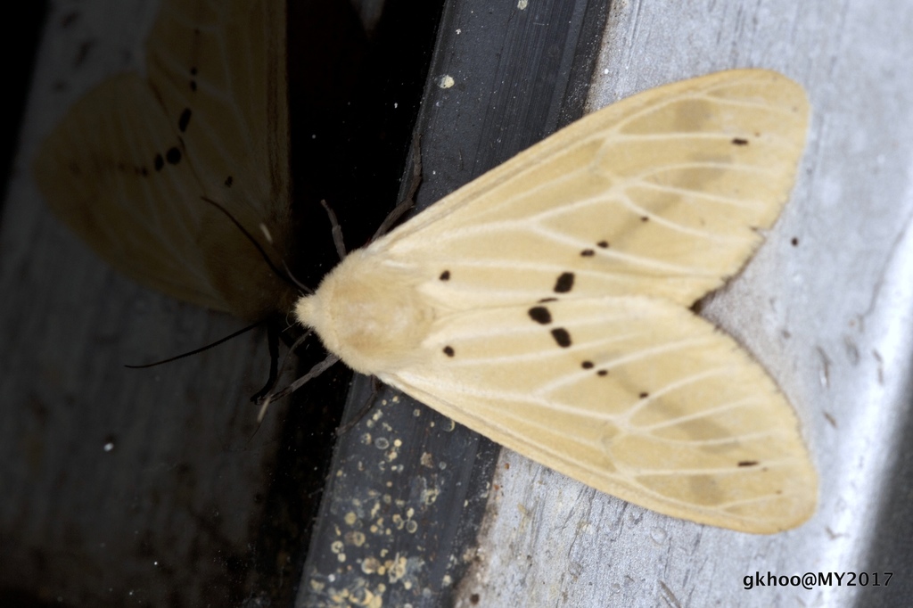 Spilosoma nydia