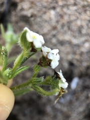 Cryptantha clevelandii