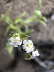 Cryptantha clevelandii
