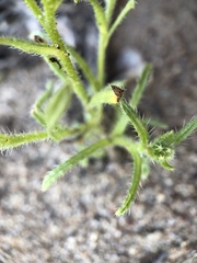 Cryptantha clevelandii