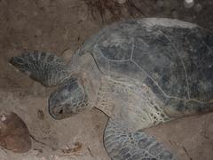 Green Sea Turtle