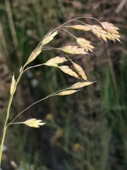 (c) Andrejus Gaidamavičius, some rights reserved (CC BY) Bromus secalinus, photograph (c) Andrejus Gaidamavičius, some rights reserved (CC BY)